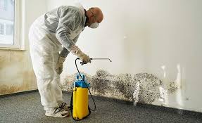 Why You Should Choose Our Mold Remediation Services in Mechanicstown, NY